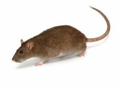 Дератизация &#8211; уничтожение мышей и крыс Клин