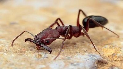 Уничтожение муравьев Клин