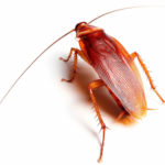 уничтожение тараканов в городе Клин